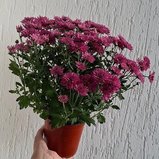 Хризантема в горшке