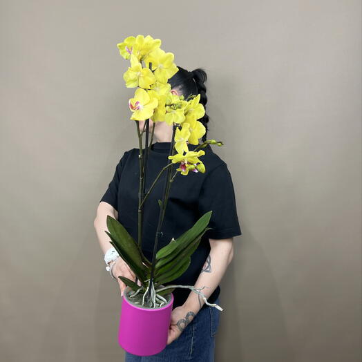 Орхидея фаленопсис 2ств 💛💗💛 Эксклюзивный сорт 🫣 в подарочной коробке