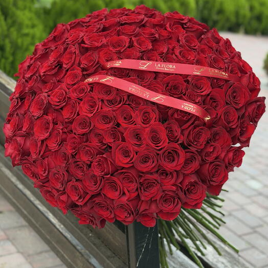 151 dutches roses