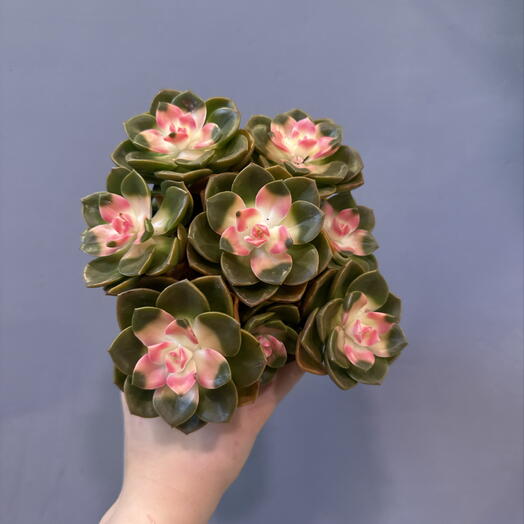 Седум 1