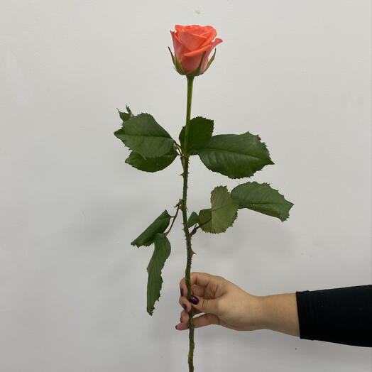 Коралловая Роза Вау