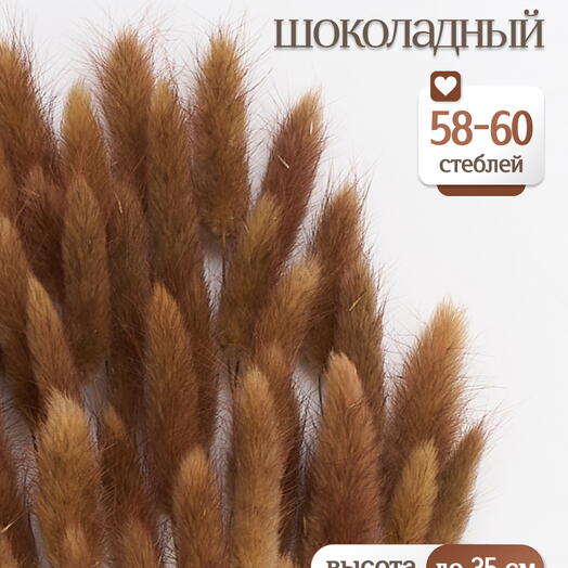 Лагурус шоколадный 60 шт. Высший сорт. Высота 25-35 см М243