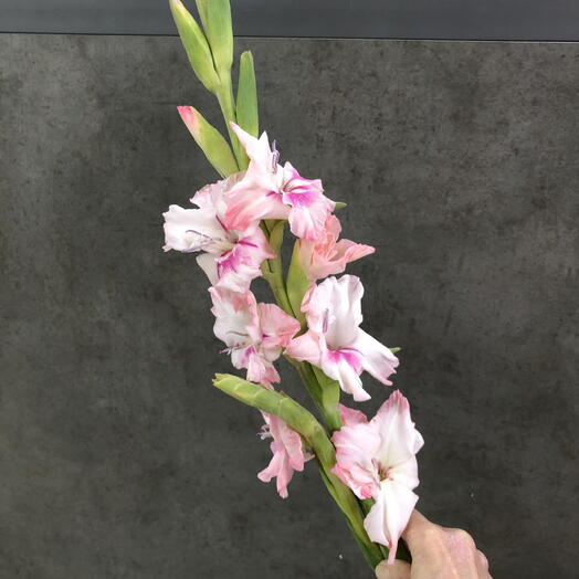 Гладиолус махровый розово-персиковый