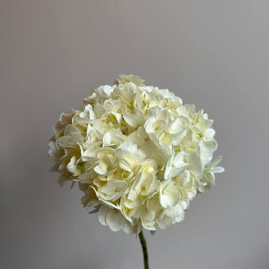 СЕНО FLOWERS