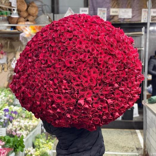 501 ароматная Роза 😍🌹