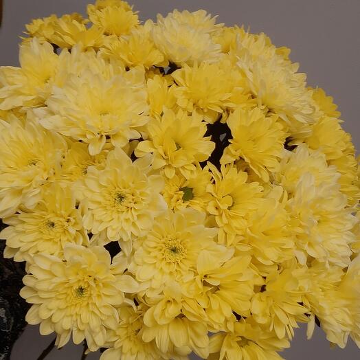 11 yellow chrysanthemums under the ribbon