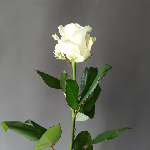Rosa Avalange