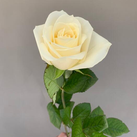 White Rose