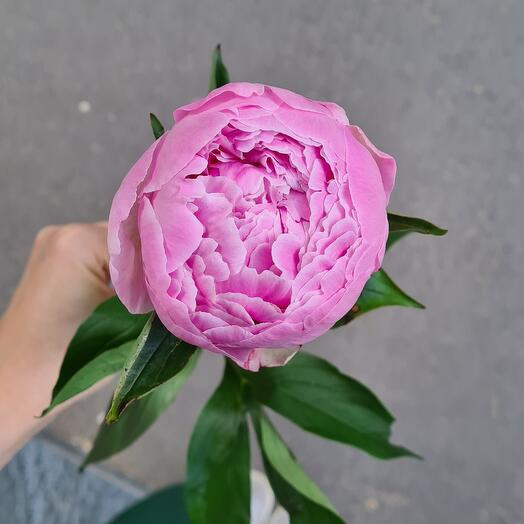 Пион розовый