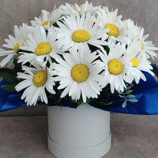 Daisies in a box