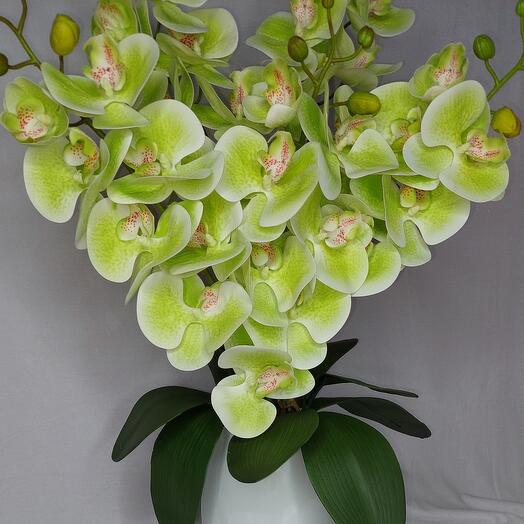 Orquídeas de látex