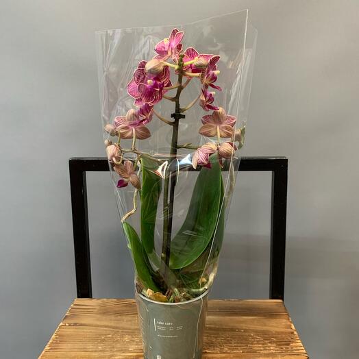 Orquídea