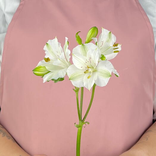 Alstroemeria is white