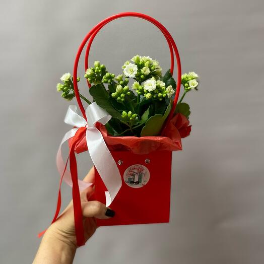 Комнатное растение каланхоэ1