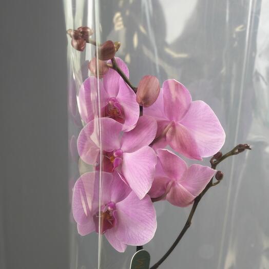 Orquídea phalaenopsis