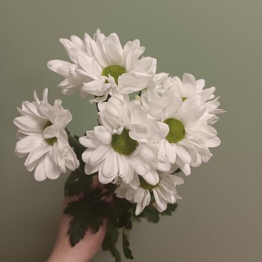 Chrysanthemum bacardi 1 pc.