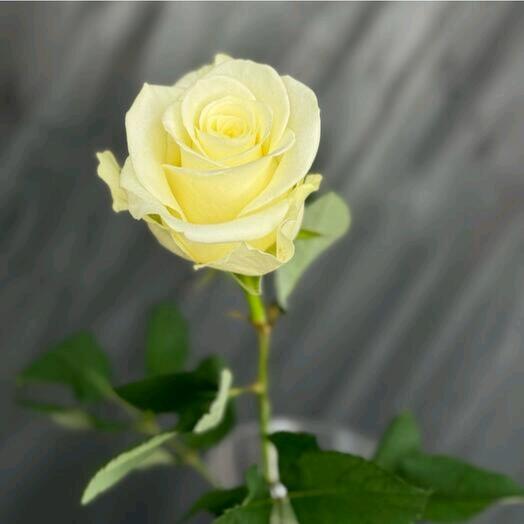 Роза  белая  60 см