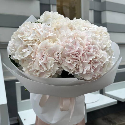 Large Hydrangeas in pastel