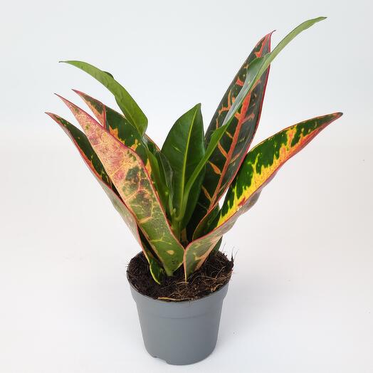 Кротон Петра (Кодиеум) малыш, D-7 см