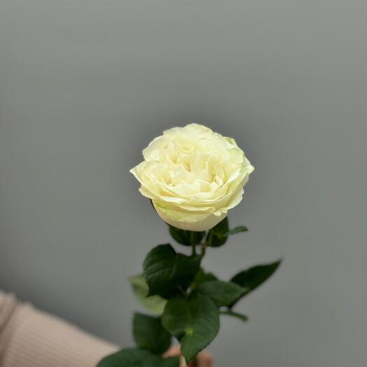 Роза эквадор белая 70см 🕊️