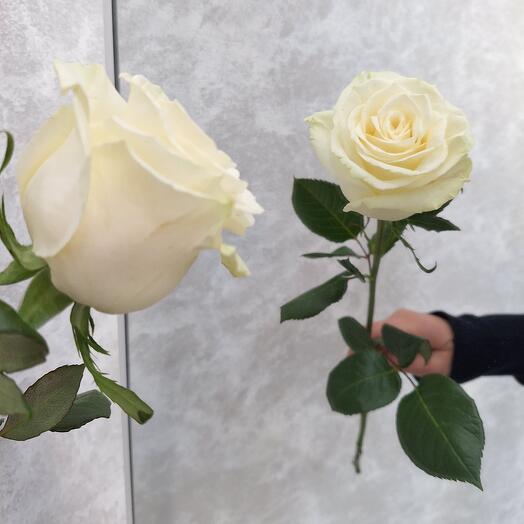 Роза мондиаль