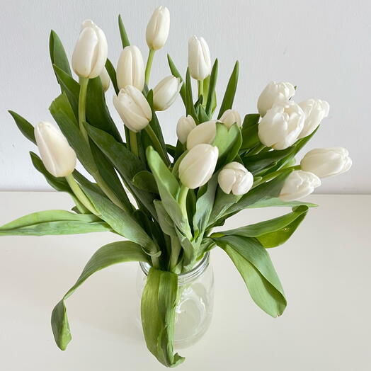 White Tulip Bunch