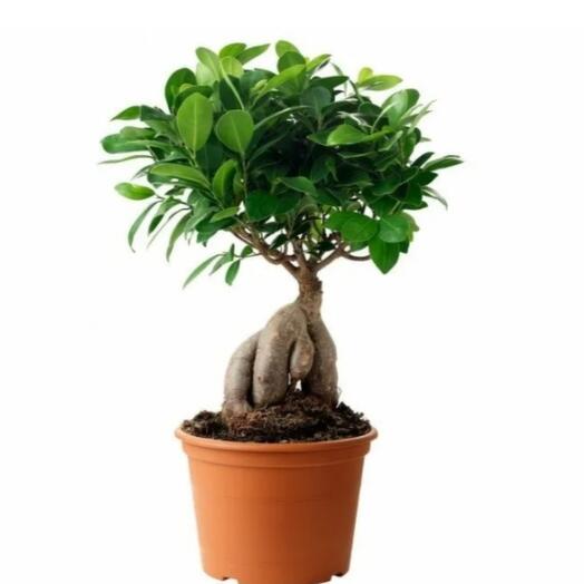 Ficus Ginseng