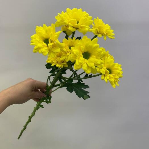 Бакарди жёлтая