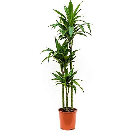 Dracaena Janet Craig 3pp