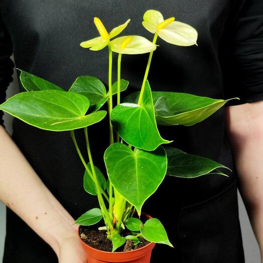 Anthurium Andre Vanilla (Latin. Anthurium Andraeanum Vanilla) D8,5cm