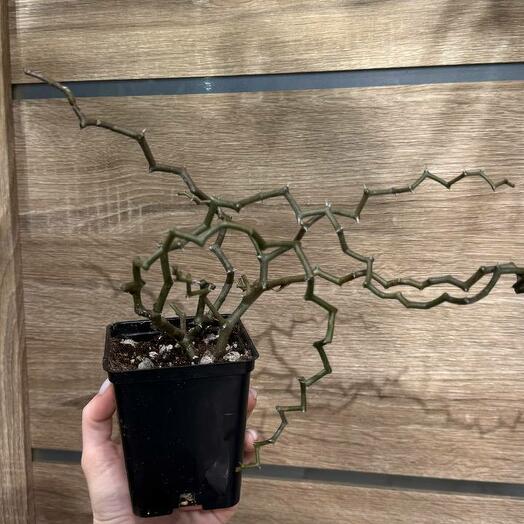 Декария Мадагаскарская