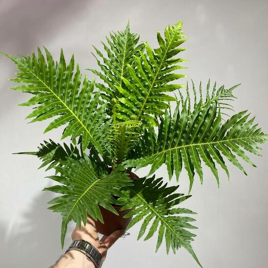 Папоротник Блехнум