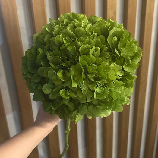 Green. «Вечная» стабилизированная крупнолистовая гортензия
