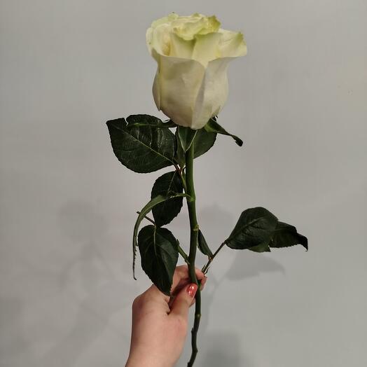 Роза Мондиаль 70 эквадор