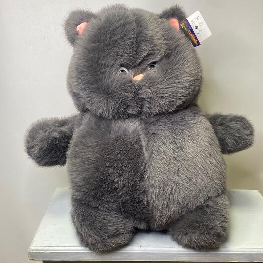 Кот