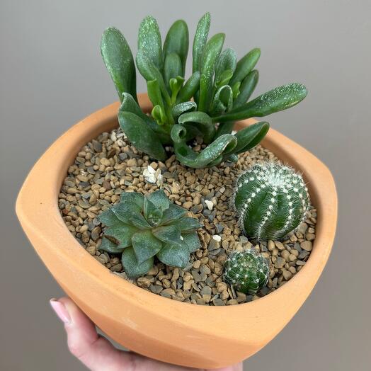 Мини сад из кактусов и суккулентов 🌵