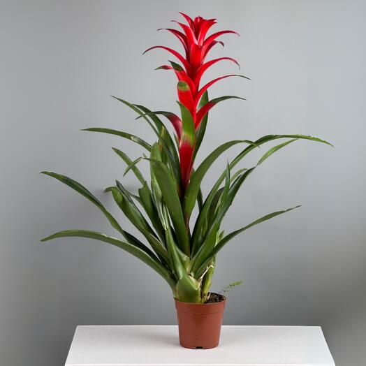 Гузмания 65 см