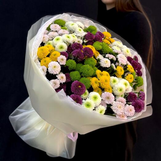 Хризантема цветная микс 25 шт (мб 238)
