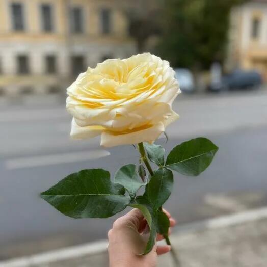 Роза Кэндлайт 70 см