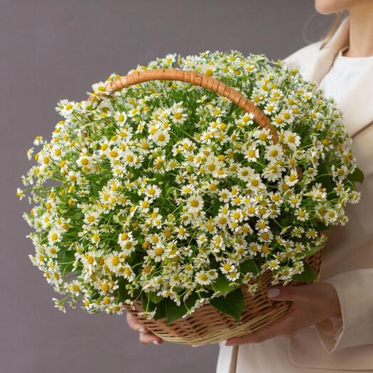 Большая корзина с ромашками