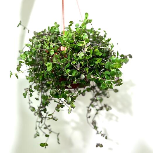 Каллизия (Callisia repens) в подвесном пластиковом кашпо