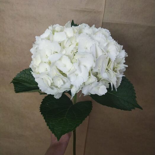 Гортензия(белая)