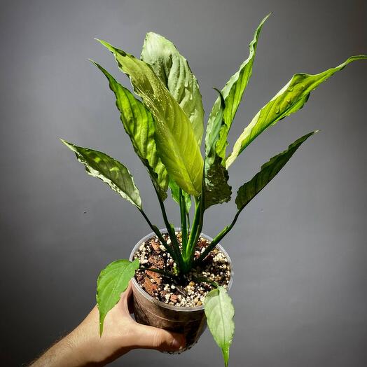 Спатифиллум Спилт Милк