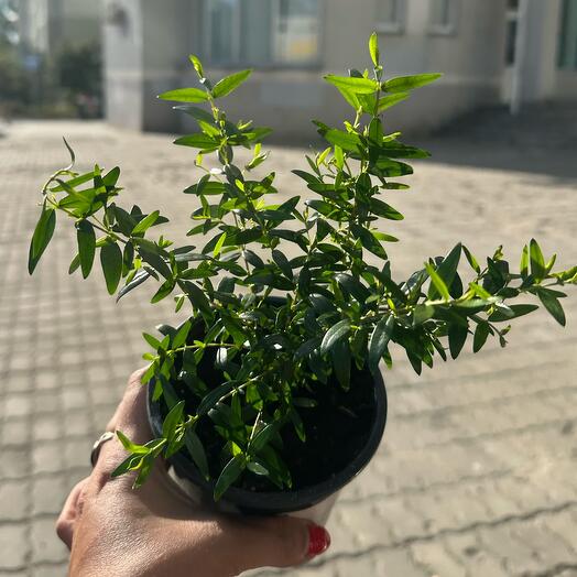 Комнатное растение Мирт