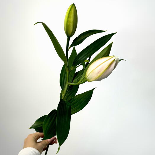Лилия Амистад