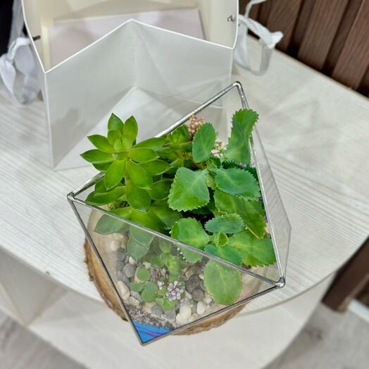 Флорариум на День рождения