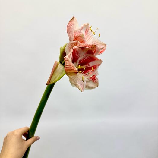 Амариллис розовый