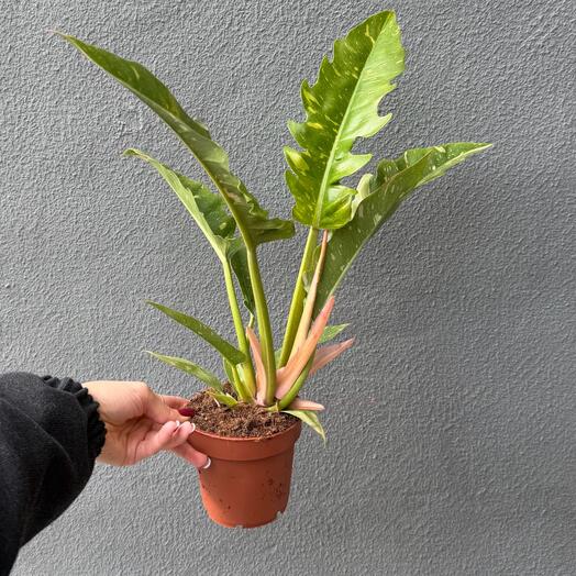 Комнатное растение Филодендрон Ринг оф файер