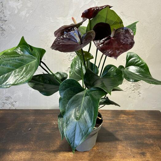 Антуриум Париж Черный Д14 В50 см