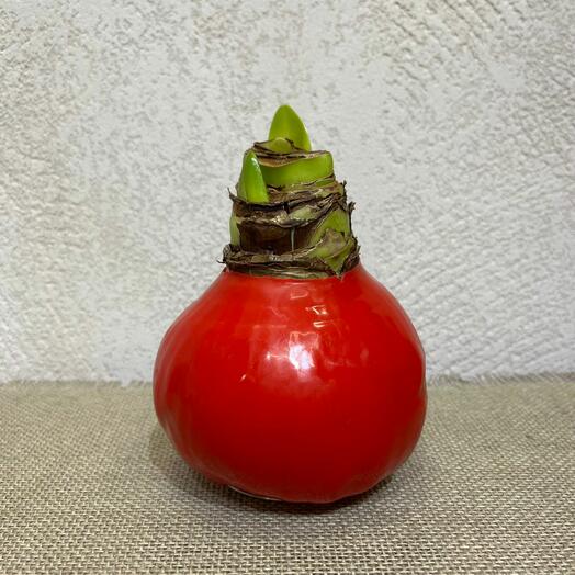 Луковица Амариллиса красная